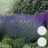 Bloomique - 3er-Set - Lavandula Angustifolia - Produktbild-Vorschau 2