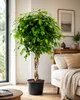 Birkenfeige Ficus Benjamina Exotica Stämmchen 120 cm – Produktbild-Vorschau 3