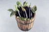 Aubergine Samen Schwarze Schönheit Lila Birne Der Liebe 1G Produktbild-Vorschau 5