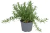 Hängender Rosmarin Prostratus im 12 cm Topf – Produktbild-Vorschau 4