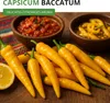 Chili Lemon Drop - Capsicum baccatum - Chilisamen - scharfe Produktbild-Vorschau 3