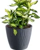 A potted plant with green and yellow leaves in a textured gray pot with a matching saucer, isolated on a white background. Anteprima dell’immagine prodotto