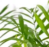 Bloomique - Zestaw 2 szt. - Chamaedorea Elegans - Podgląd zdjęcia produktu 3