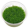 Hemianthus callitrichoides Cuba in-Vitro Produktbild-Vorschau 1