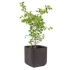 KETER Cube Planter M Sadzarka 297 X 297 X 297 cm Brązowy Podgląd zdjęcia produktu 6