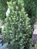 Picea glauca Rainbows End - Zuckerhutfichte - Weiß-Fichte - Produktbild-Vorschau 1