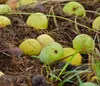 Marula (Sclerocarya birrea ssp. caffra) – 5 semen Náhled obrázku produktu 3