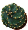 Cereus jamacaru "Spiralis" - špirálovitý kaktus v mini Náhľad obrázku produktu 2