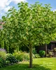 Weiße Maulbeere 50–70 cm (Morus alba) – Winterharter Produktbild-Vorschau 1