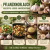 Pflanzknoblauch Primor 3 Knollen – aromatischer Knoblauch Produktbild-Vorschau 5