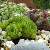 Exotická půdopokryvná rostlina – rozchodník Sempervivum Mix Náhled obrázku produktu 5
