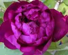 Strauchpfingstrose - Baumpfingstrose - Paeonia suffruticosa Produktbild-Vorschau 3