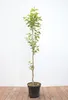 Diospyros kaki 'Vaniglia', Kaki Kakipflaume, 125–150 cm Produktbild-Vorschau 1