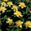 Plants by Frank | 48 Plantes de millepertuis | Hypericum Voir les images du produit 3