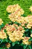 Rhododendron yak. 'Millenium Gold', gelb, 25–30 cm Produktbild-Vorschau 6