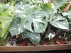 Monstera Thai Constellation 50-60 cm białe nakrapiane Podgląd zdjęcia produktu 2