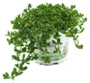 Enseleits Brahmi (Bacopa monnieri), Marktfrische Pflanze Produktbild-Vorschau 1