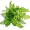 Asplenium dimorphum Parvati – Speciální odrůdy pokojových Náhled obrázku produktu 3