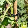 Bambusová tyč k rostlinám FloraSelf Tonkin 20/22 mm 240 cm Náhled obrázku produktu 3