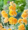 Sommerflieder ´SUNGOLD´ 15-20 cm, Cont.1,4 l Produktbild-Vorschau 1