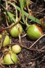 Mandragora (Mandragora officinarum)  - 3 semi Anteprima dell’immagine prodotto 2