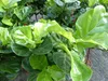 Ficus lyrata | Geigenfeige | Feigenbaum | 125 - 155 cm | Produktbild-Vorschau 5