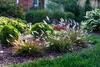 Stauden Gänge 1 x Pennisetum alopecuroides 'Burgundy Bunny' Produktbild-Vorschau 6