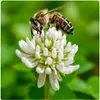 ARPON MICROCLOVER ABERCREST F1, 500 g Náhled obrázku produktu 9
