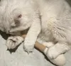 5 Stück Wattestäbchen Katzenspielzeug, mit Katzenminze, Produktbild-Vorschau 3