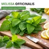 Zitronenmelisse  Samen - Melissa officinalis - Produktbild-Vorschau 2