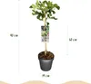 Ficus carica Brown Turkey - Plante sur tige - Plante de Voir les images du produit 3