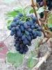 Winorośl Kodrianka 2L Podgląd zdjęcia produktu 5