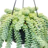 Sedum morganianum 'Burrito' – Affenschaukel – 14 cm Produktbild-Vorschau 4