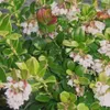 A close-up view of a flowering plant with green leaves and clusters of small white and pink bell-shaped flowers. Produktbild-Vorschau