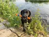 Chuckit! - Ultra Fetch Stick - 28 cm - 1 kus Náhľad obrázku produktu 19