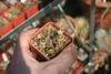 Blossfeldia (Blossfeldia liliputana)  – 20 nasion Podgląd zdjęcia produktu 3