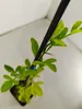 A small potted plant with green leaves, supported by a black stake. Náhľad obrázku produktu
