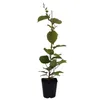 Atlas männliche Kiwi Pflanze Actinidia chinensis ca. 60-100 Produktbild-Vorschau 2