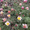 6 x Kreisblume Depressus - Anacyclus pyrethrum depressus  | Produktbild-Vorschau 2