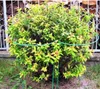 Staudenhalter Pflanzenstütze für Pflanzen Blumenstütze Produktbild-Vorschau 6