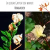 Baumwollsamen (Gossypium Herbaceum) mit hoher Keimrate - Produktbild-Vorschau 5