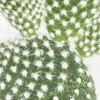 Opuntia microdasys albata - cactus auricolare dalle spine Anteprima dell’immagine prodotto 2