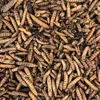 Orni Soldatenfliegenlarven getrocknet 1,5kg | Produktbild-Vorschau 3