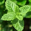 Yodeyma - Wow-Scent-M-100ml - parfémy - pánské Náhled obrázku produktu 15