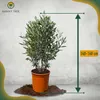 Sunny Tree - Olivenbaum - Olea Europaea in Strauchform - Produktbild-Vorschau 3