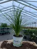 Enseleits Schnittknoblauch,Allium tuberosum, Frische Produktbild-Vorschau 2