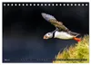 Puffins - Papageientaucher auf Island (Tischkalender 2027 Produktbild-Vorschau 8