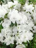 Rhododendron obtusum 'Palestrina', weiß, 30–40 cm Produktbild-Vorschau 3