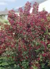Weigelie Bristol Ruby 100-150 cm, im Topf - Weigela Produktbild-Vorschau 11