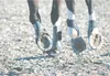 Hufglocken Sprungglocken Neopren HorseGuard Paar Bell Boots Produktbild-Vorschau 5